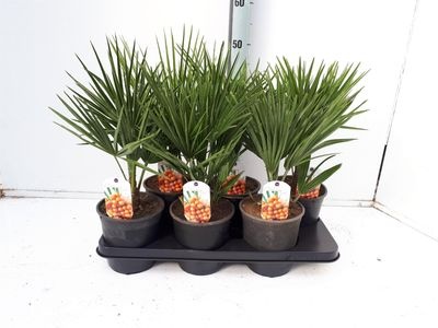 Chamaerops humilis PL
