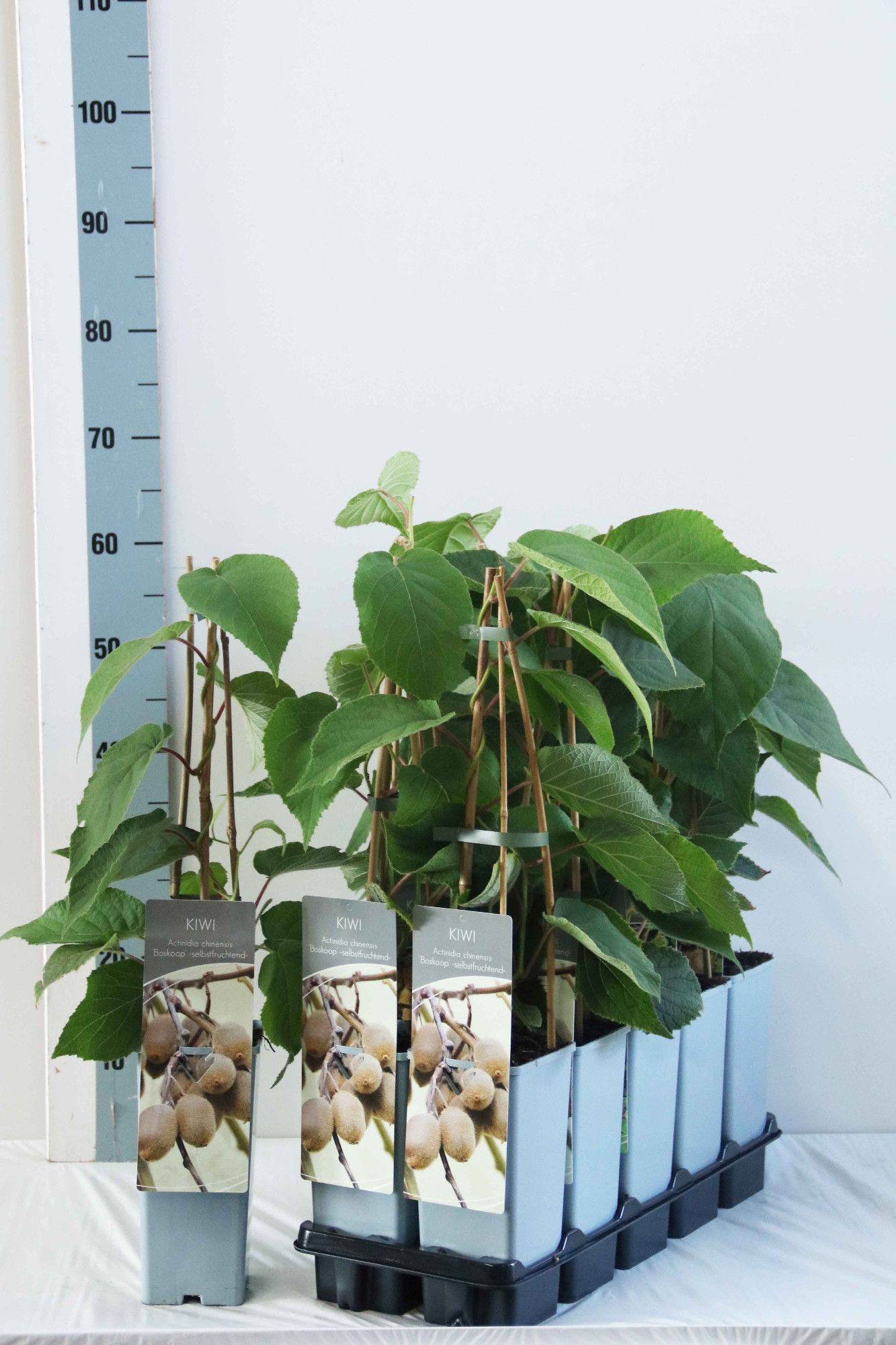 Actinidia deliciosa 'Boskoop'