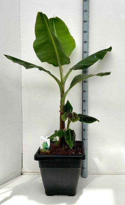 Musa Dwarf Cavendish C35