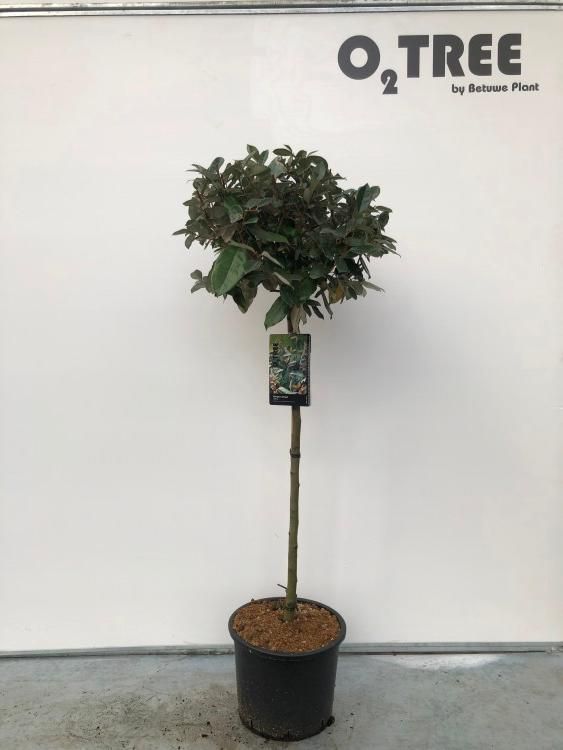 Elaeagnus ebbingei stam