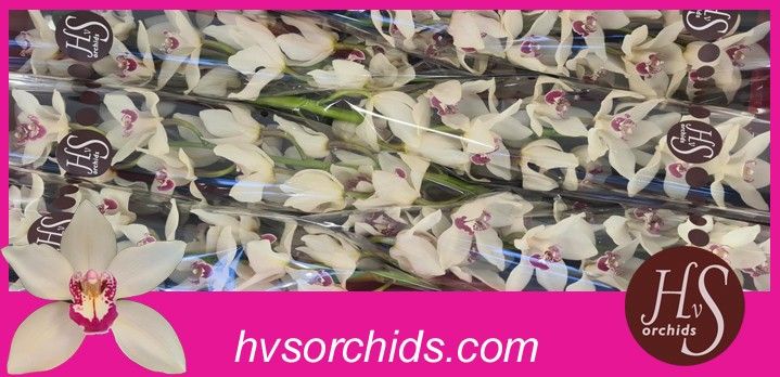 Cymb T Ivory
