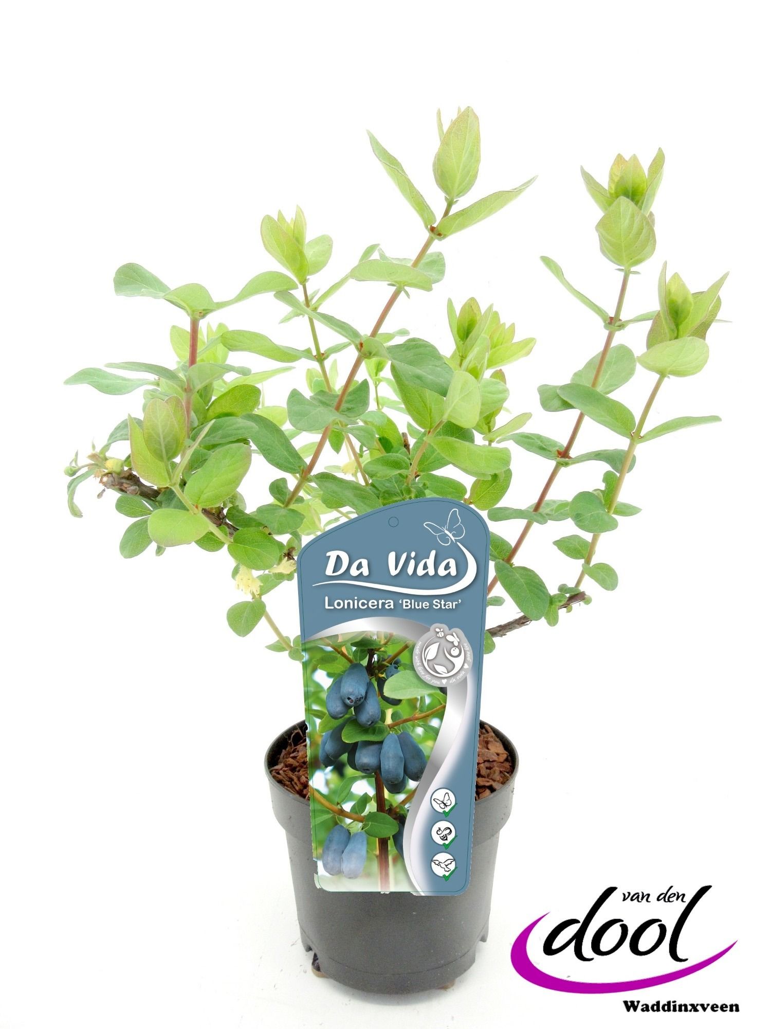 Picture of Lonicera caer. Blue Star