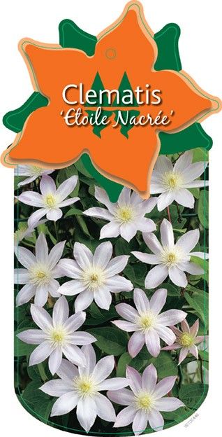 Clematis 'Etoile Nacrée'