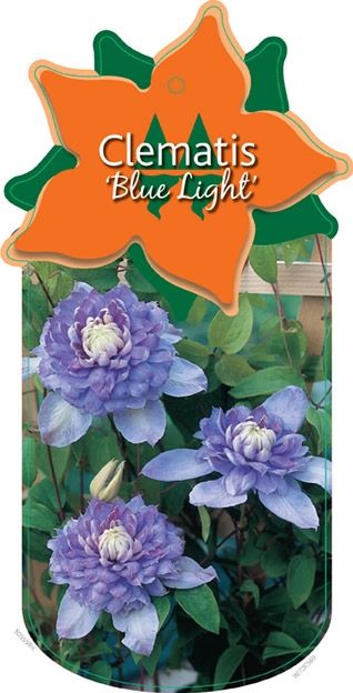 Clematis 'Blue Light'