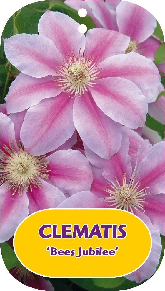 Clematis 'Bees Jubilee'