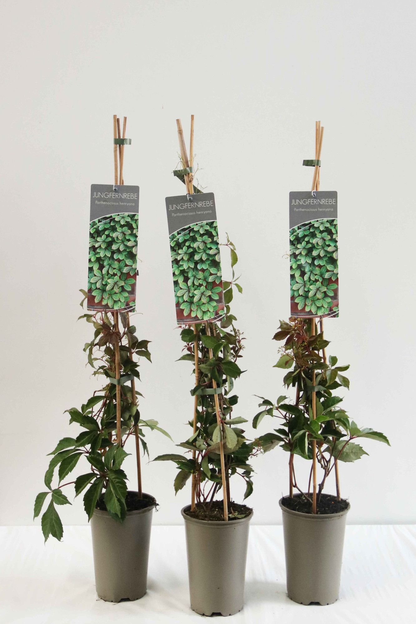 Parthenocissus henryana