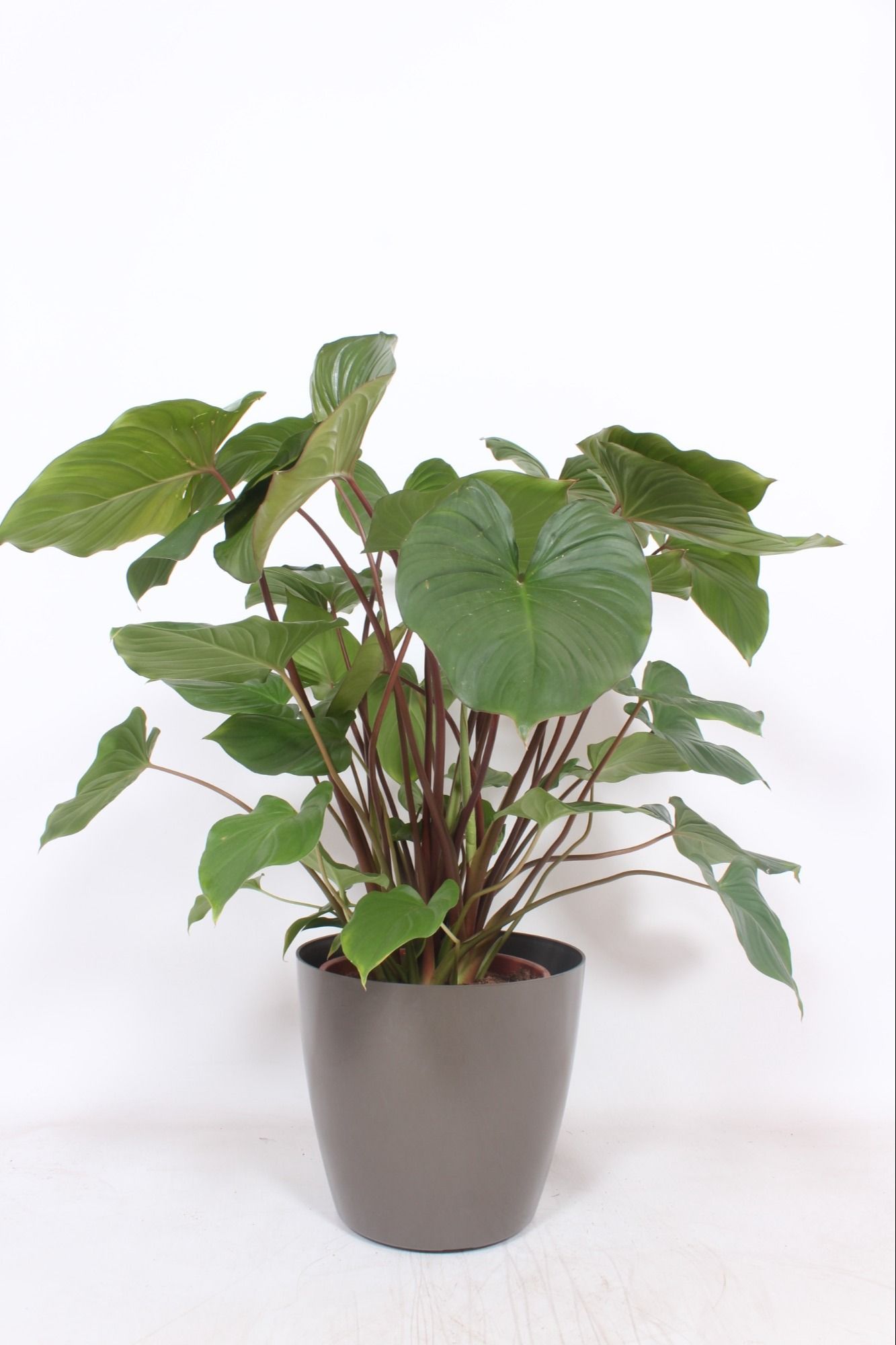 Homalomena 'Maggy' in San Remo "taupe"