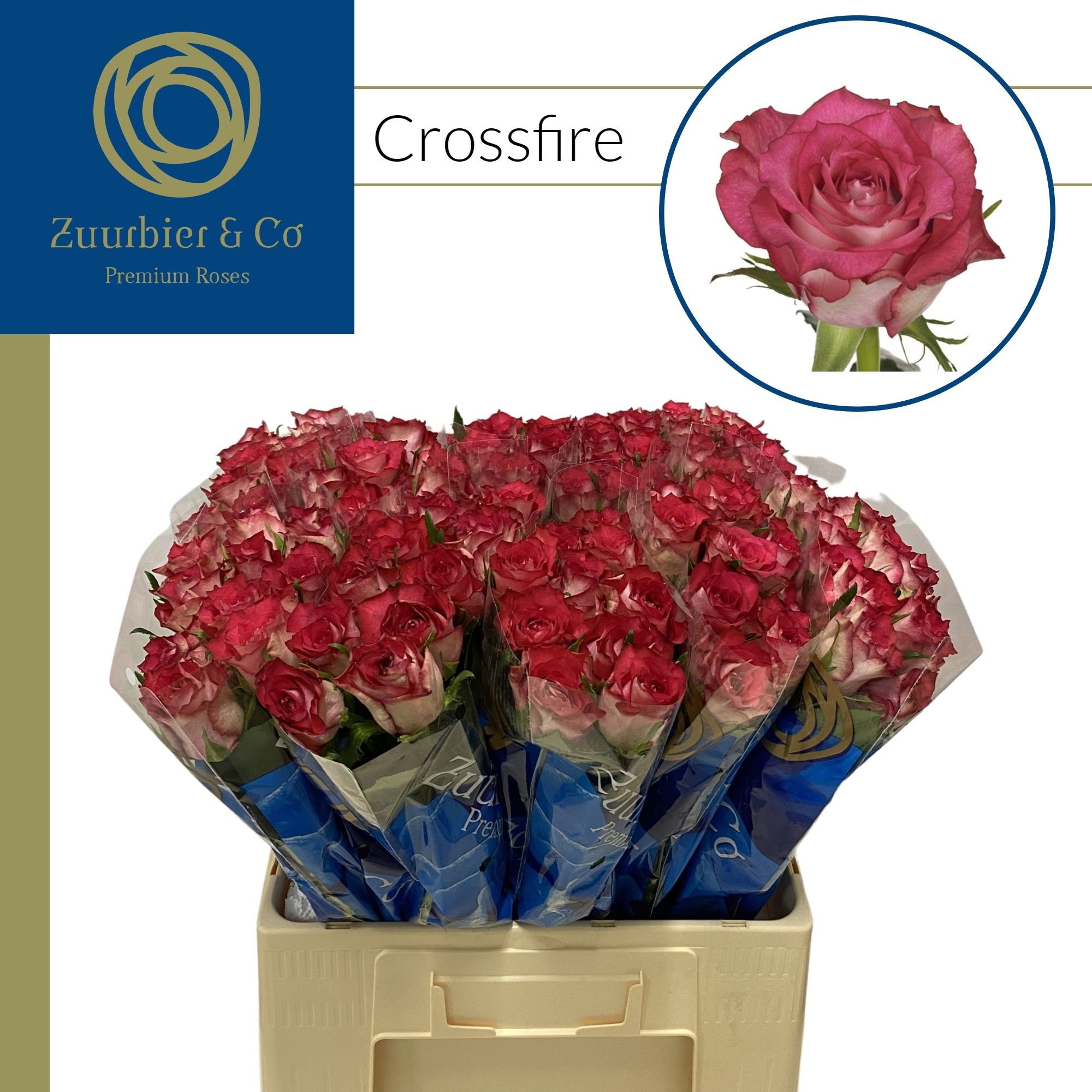 R Gr Crossfire