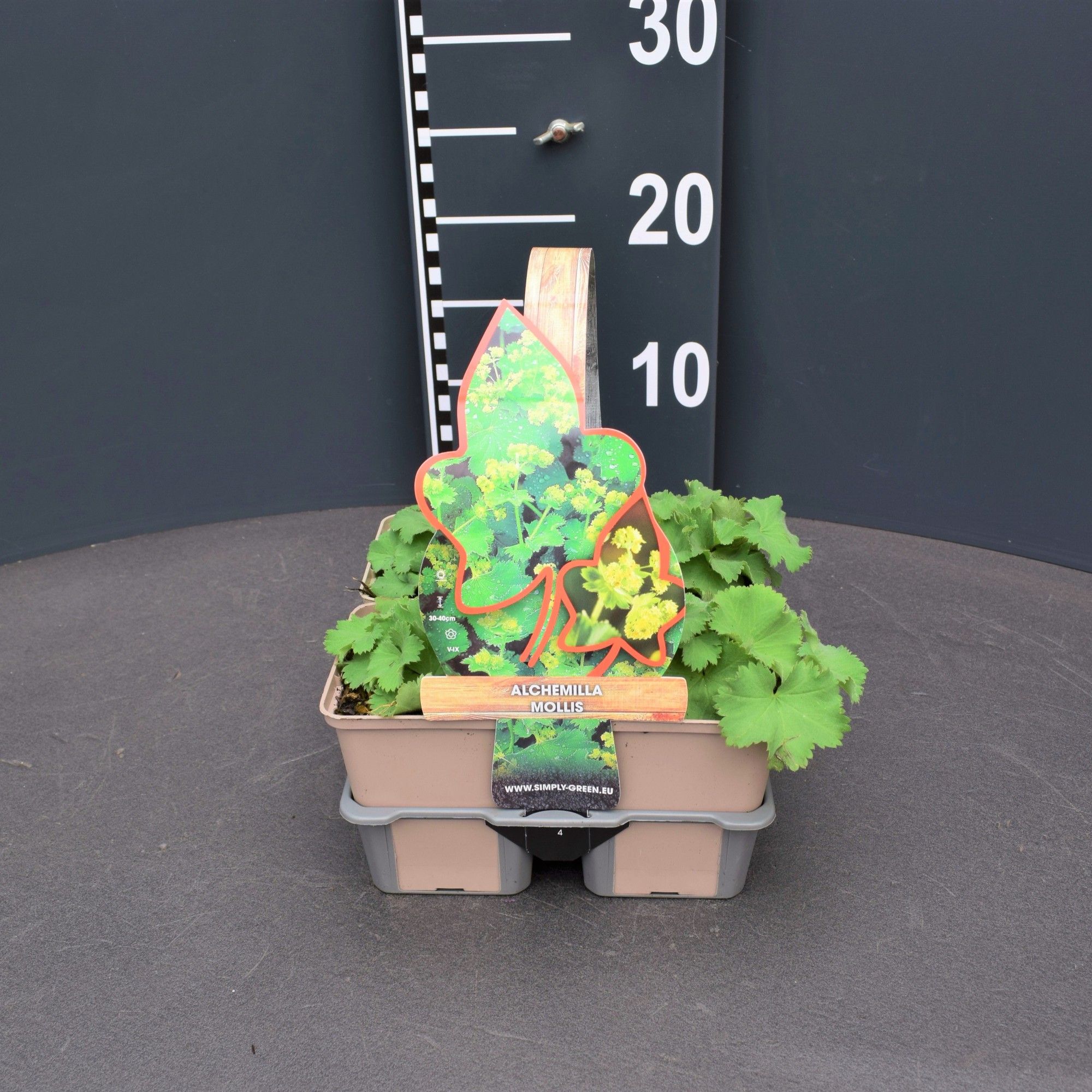 Alchemilla mollis 4 pack