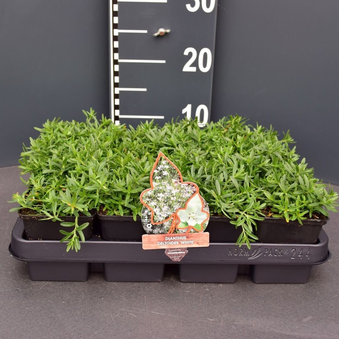 Dianthus deltoides white