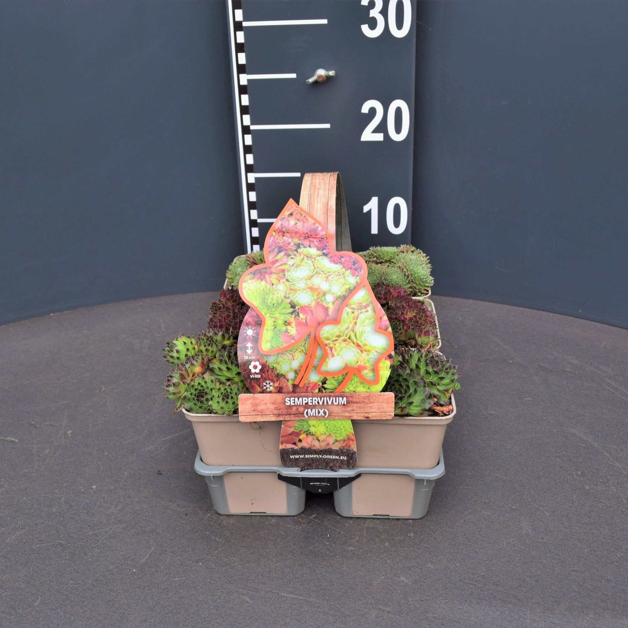 Sempervivum mix (6-Pack)