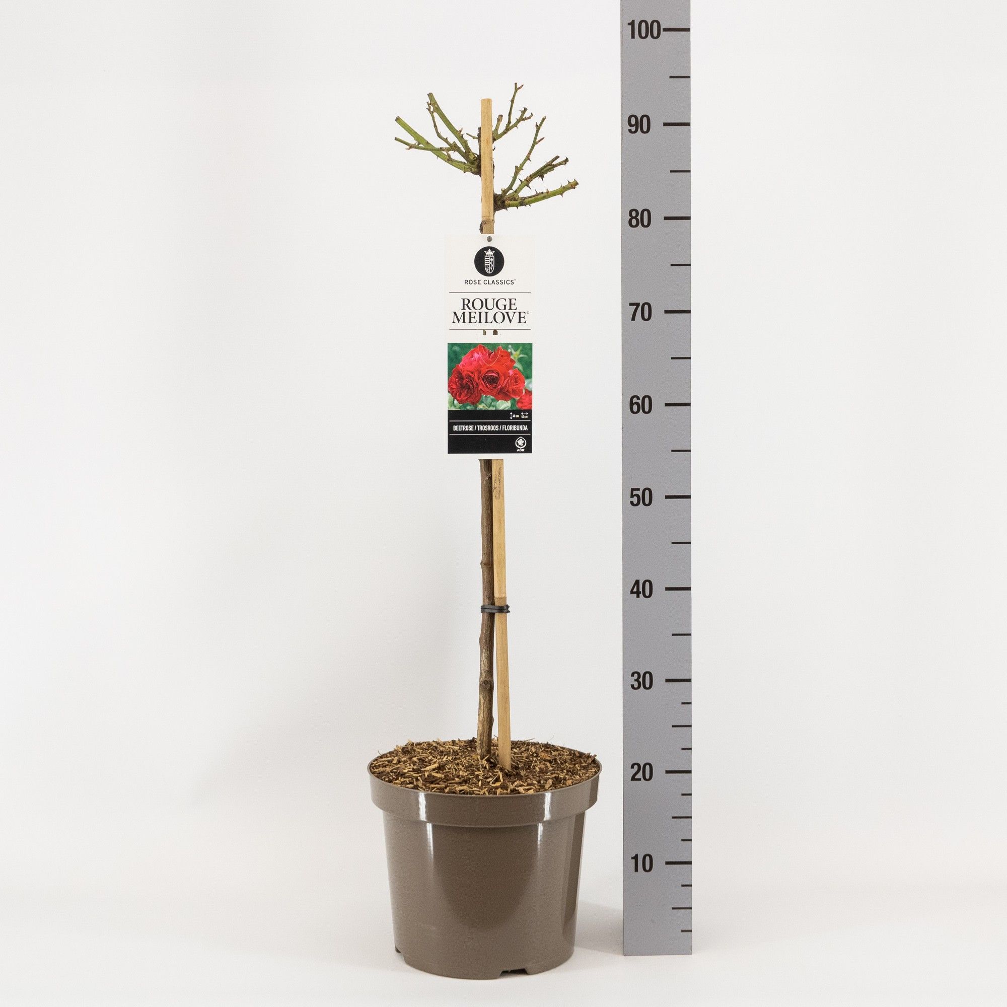 Rosa (F) Rouge Meilove ('Meilyxir') f stam