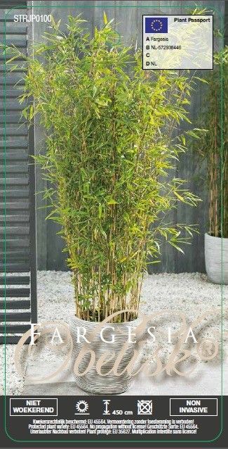 Fargesia 'Obelisk' | Hamiplant