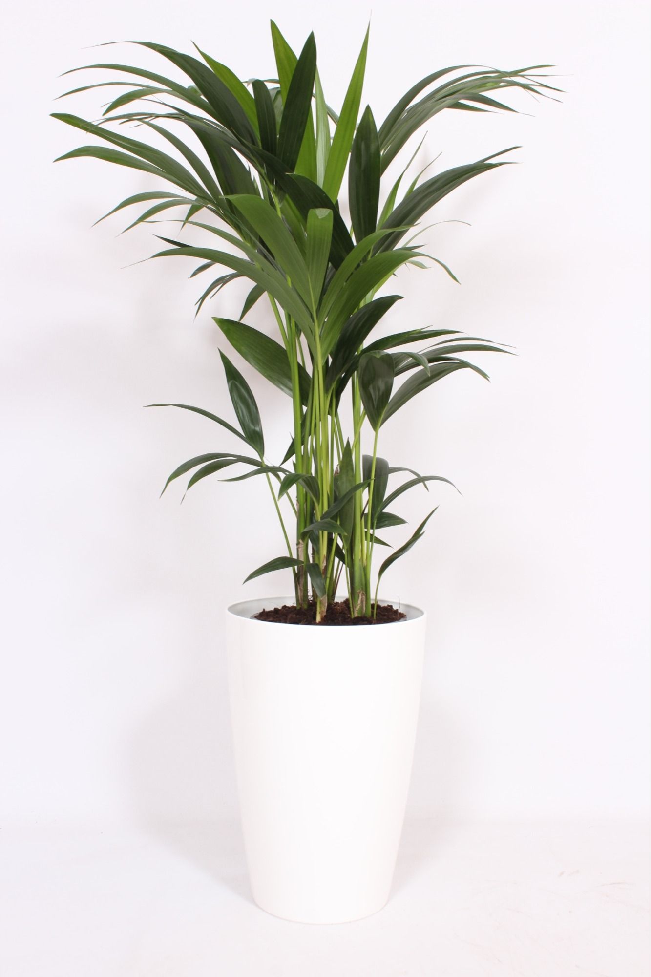 Howea Forsteriana in Santorini pot "wit"