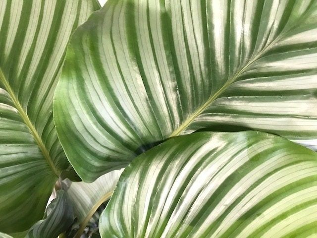 dracena deremensis janet craig Dracaena deremensis 'Janet Craig' – Adplants main image 0