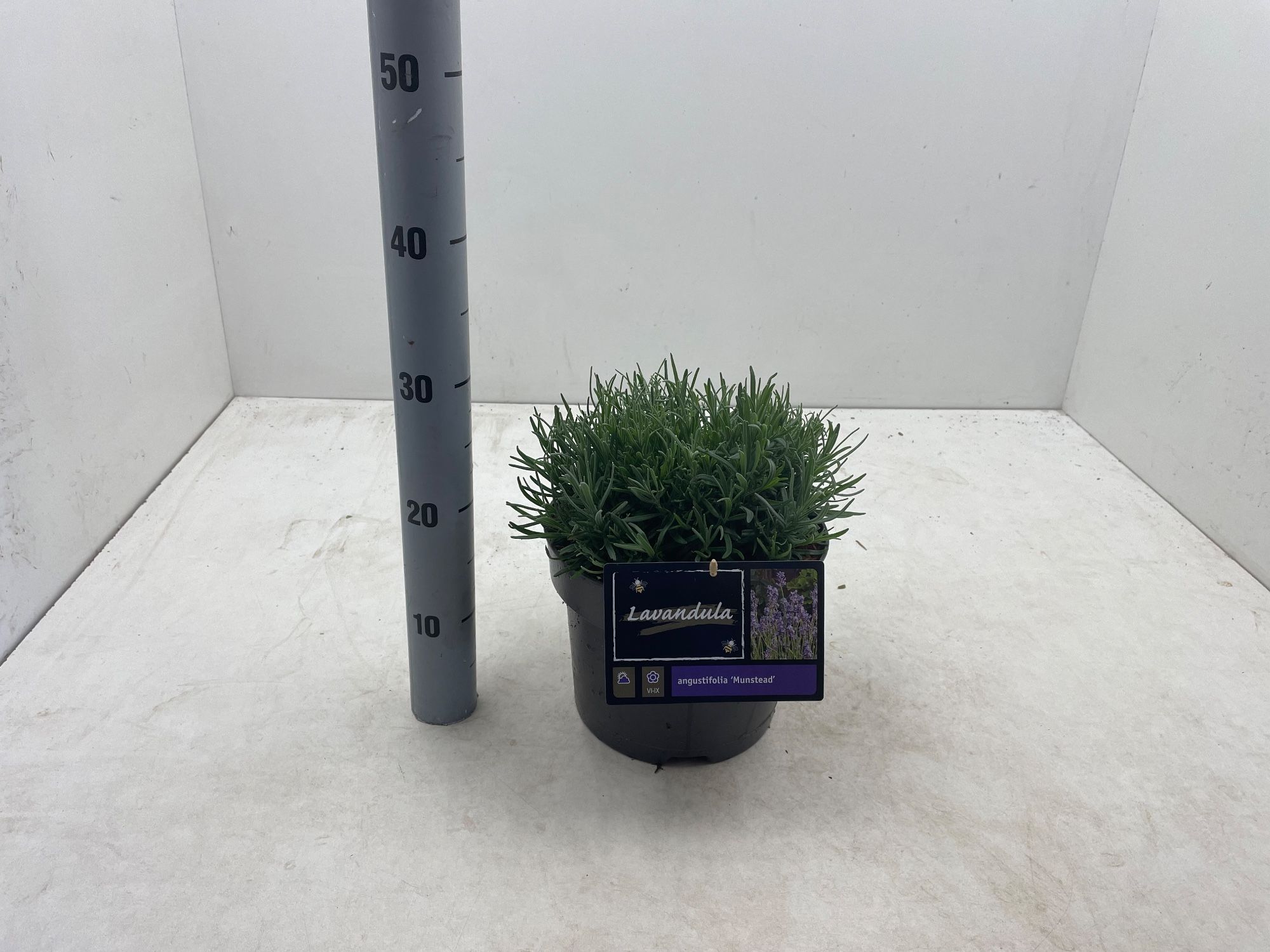 Lavandula angustifolia 'Munstead'