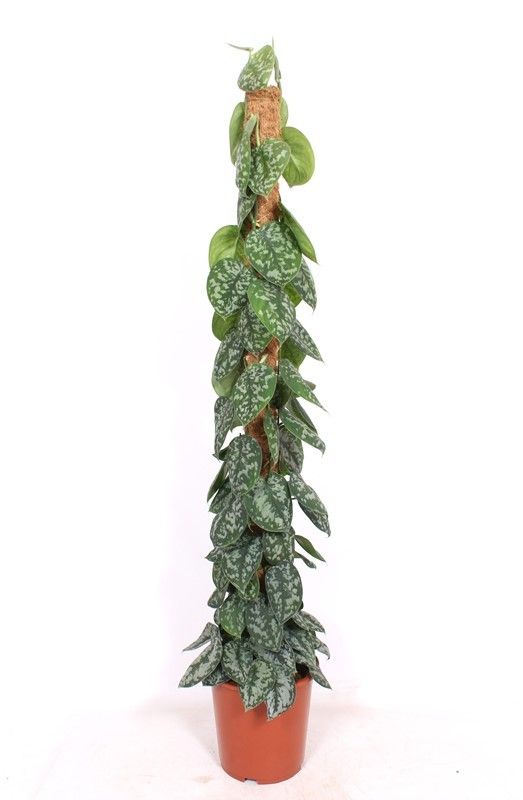 Scindapsus pictus 'Trebie'