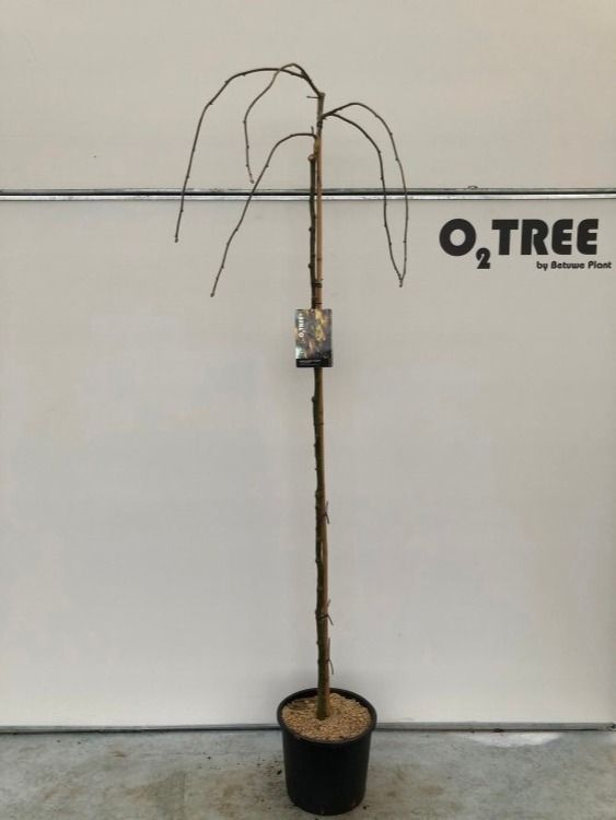 Laburnum a. 'Pendulum' 6/8 stam