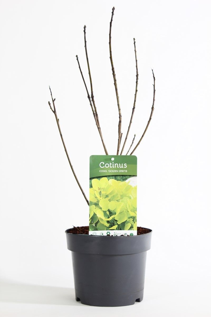 Cotinus coggygria Golden Spirit ('Ancot')