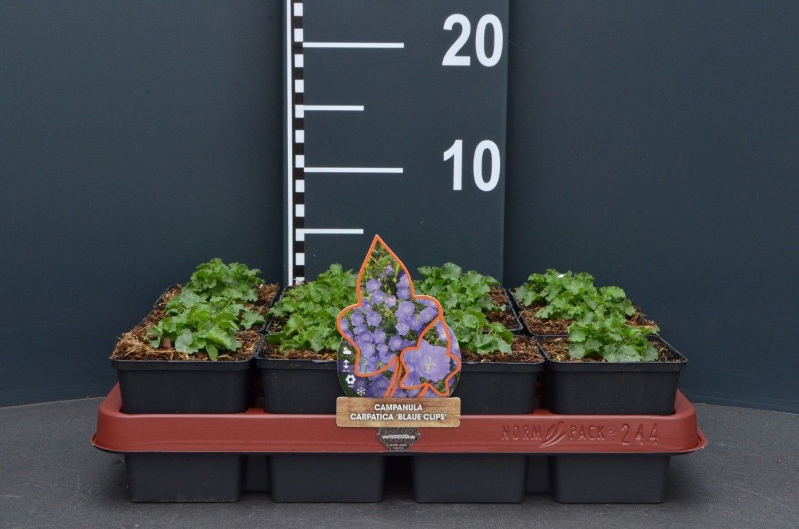 Campanula carpatica 'Blaue Clips'