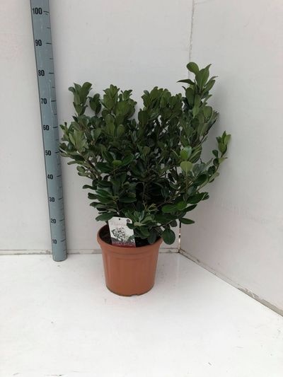 Rhaphiolepis umbellata