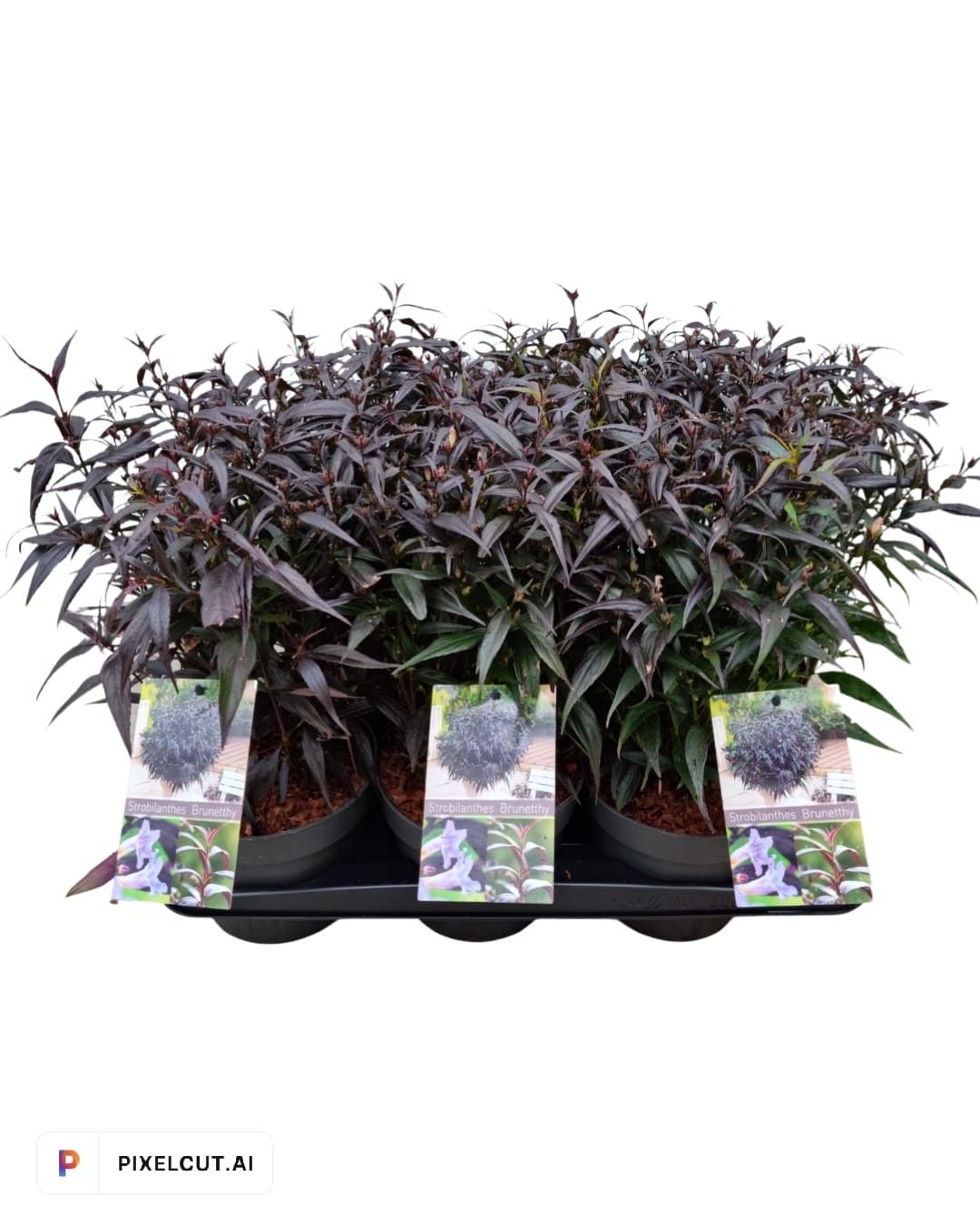 Strobilanthes anisophylla Brunetthy ('Lankveld15')