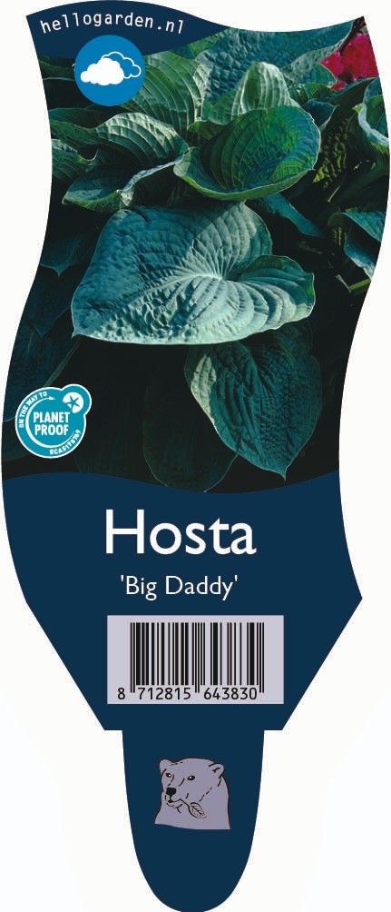 Hosta 'Big Daddy'