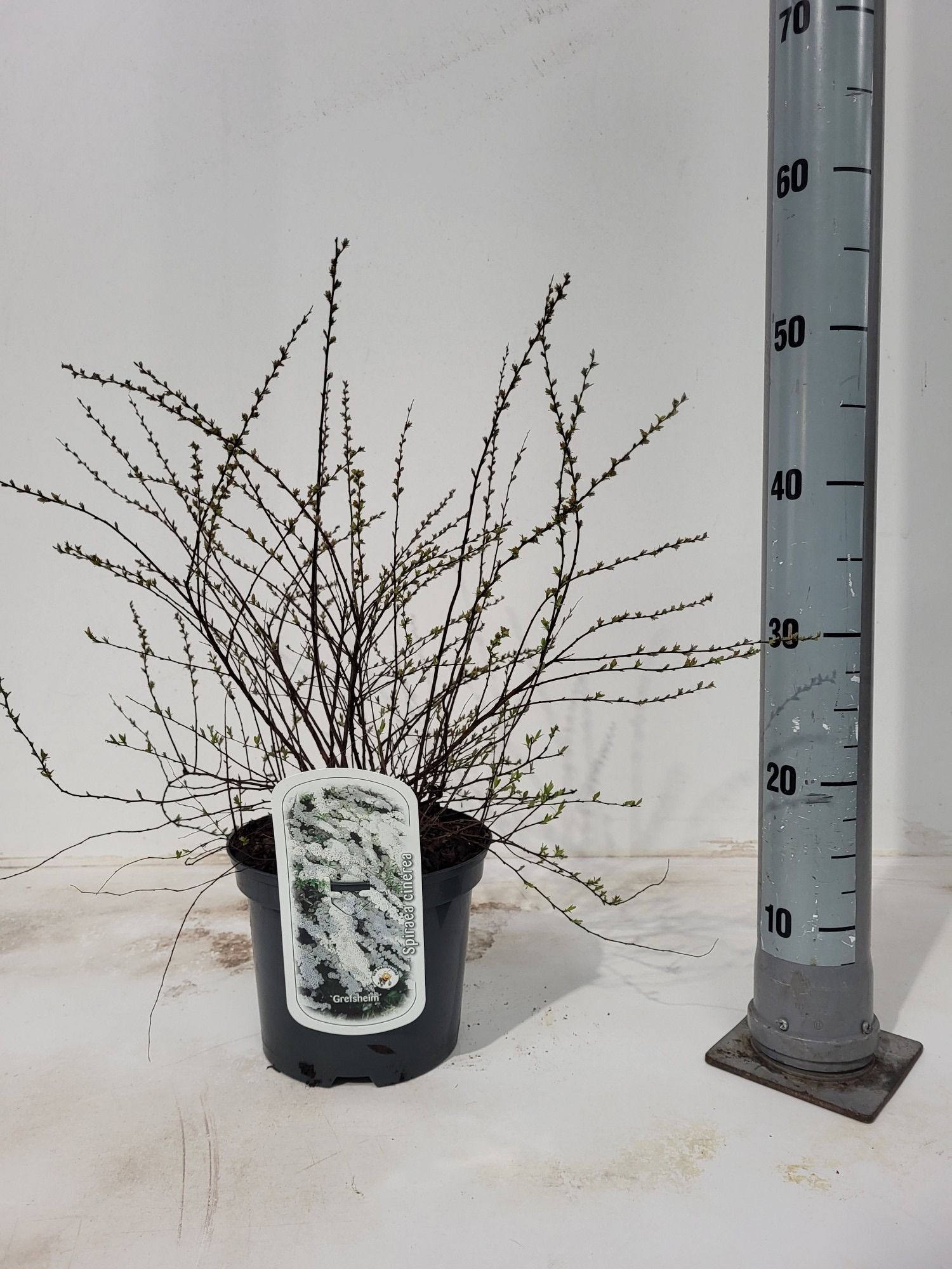 Spiraea cinerea 'Grefsheim'