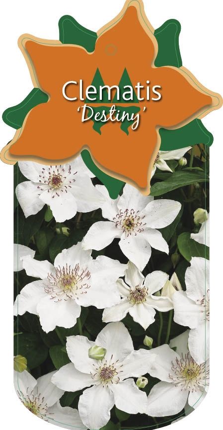 Clematis 'Destiny'
