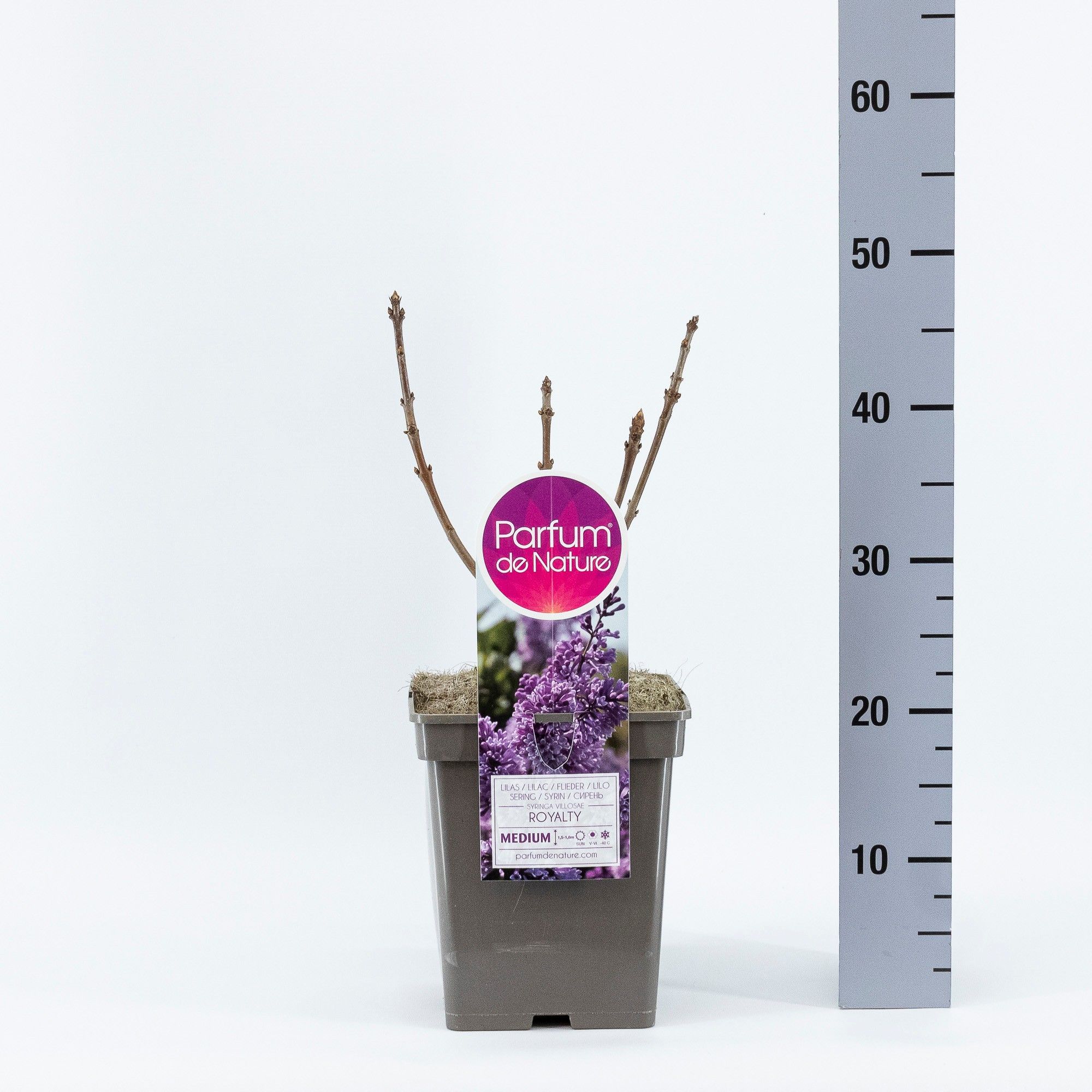 Syringa (V) 'Royalty'