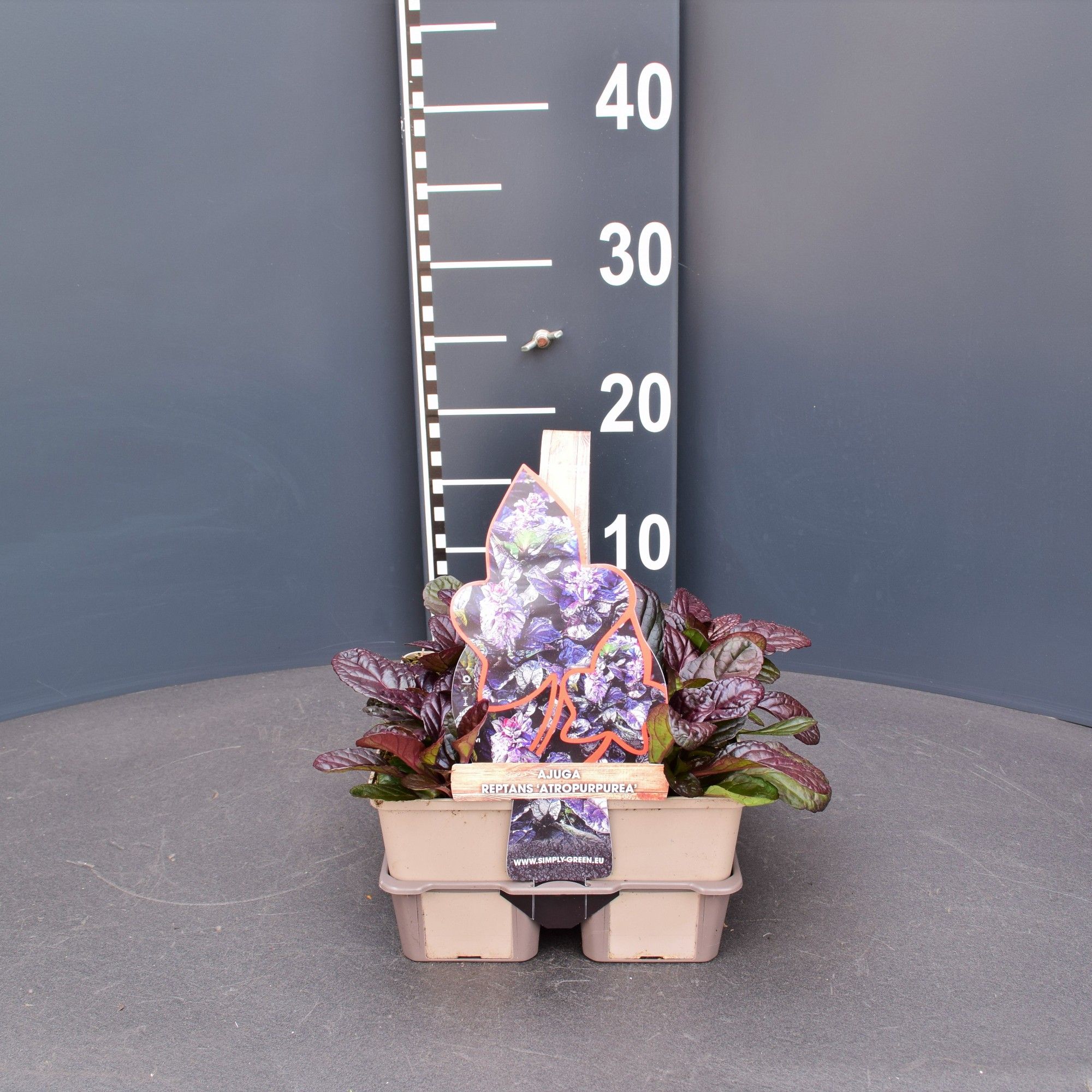 Ajuga reptans 'Atropurpurea' 4 pack