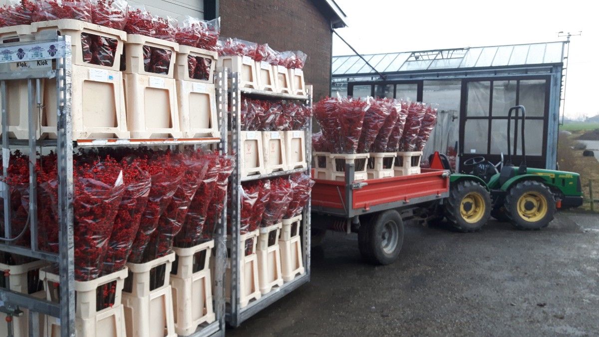 Maatschap van der Hoek FloraXchange