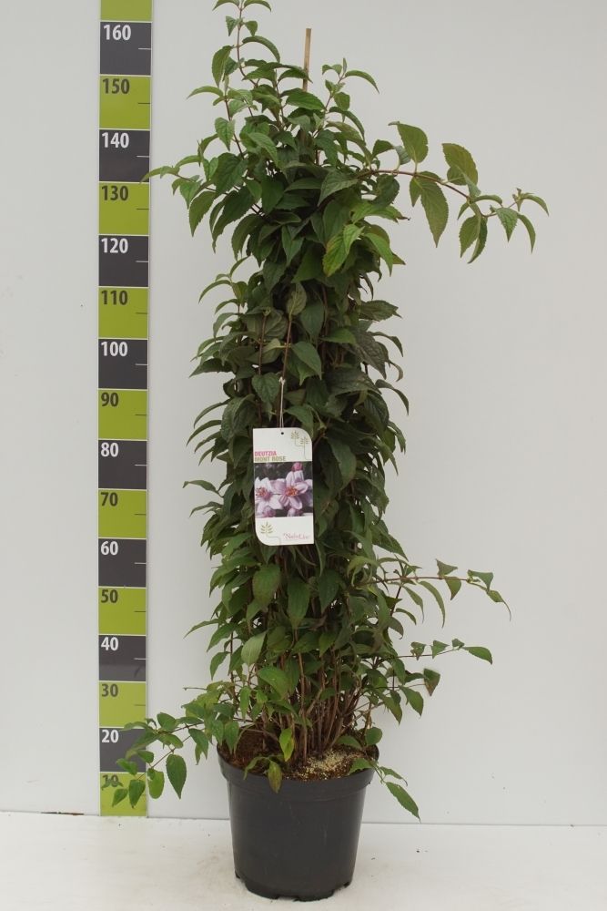 Deutzia hybrida 'Mont Rose'