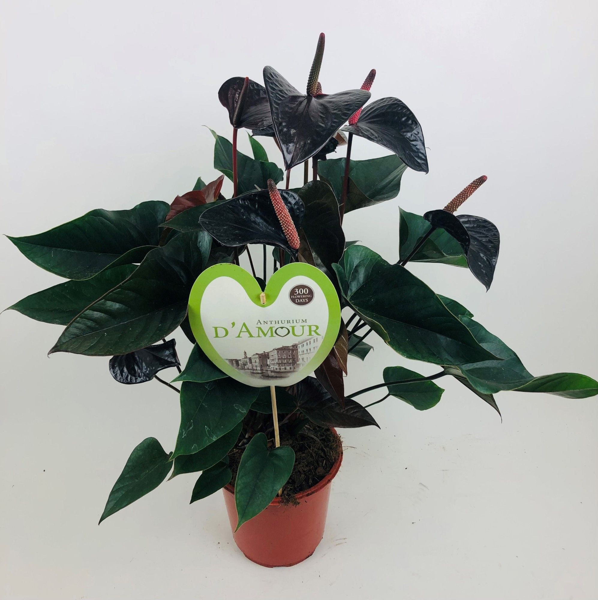 Anthurium (Andreanum) Beauty Black | Gardenline