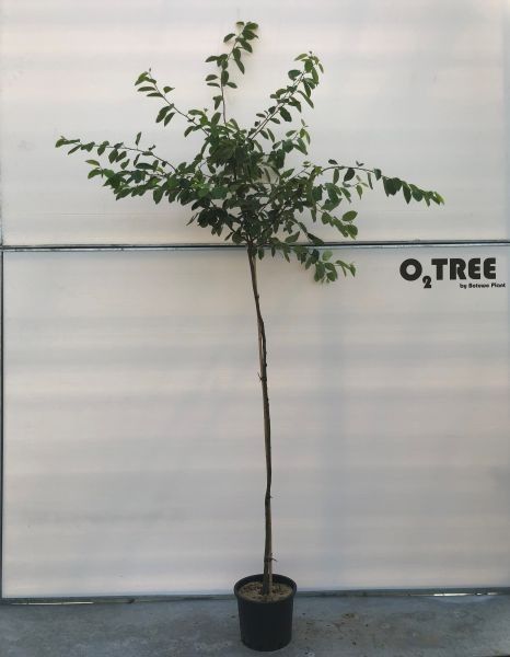 Amelanchier lamarckii halfstam