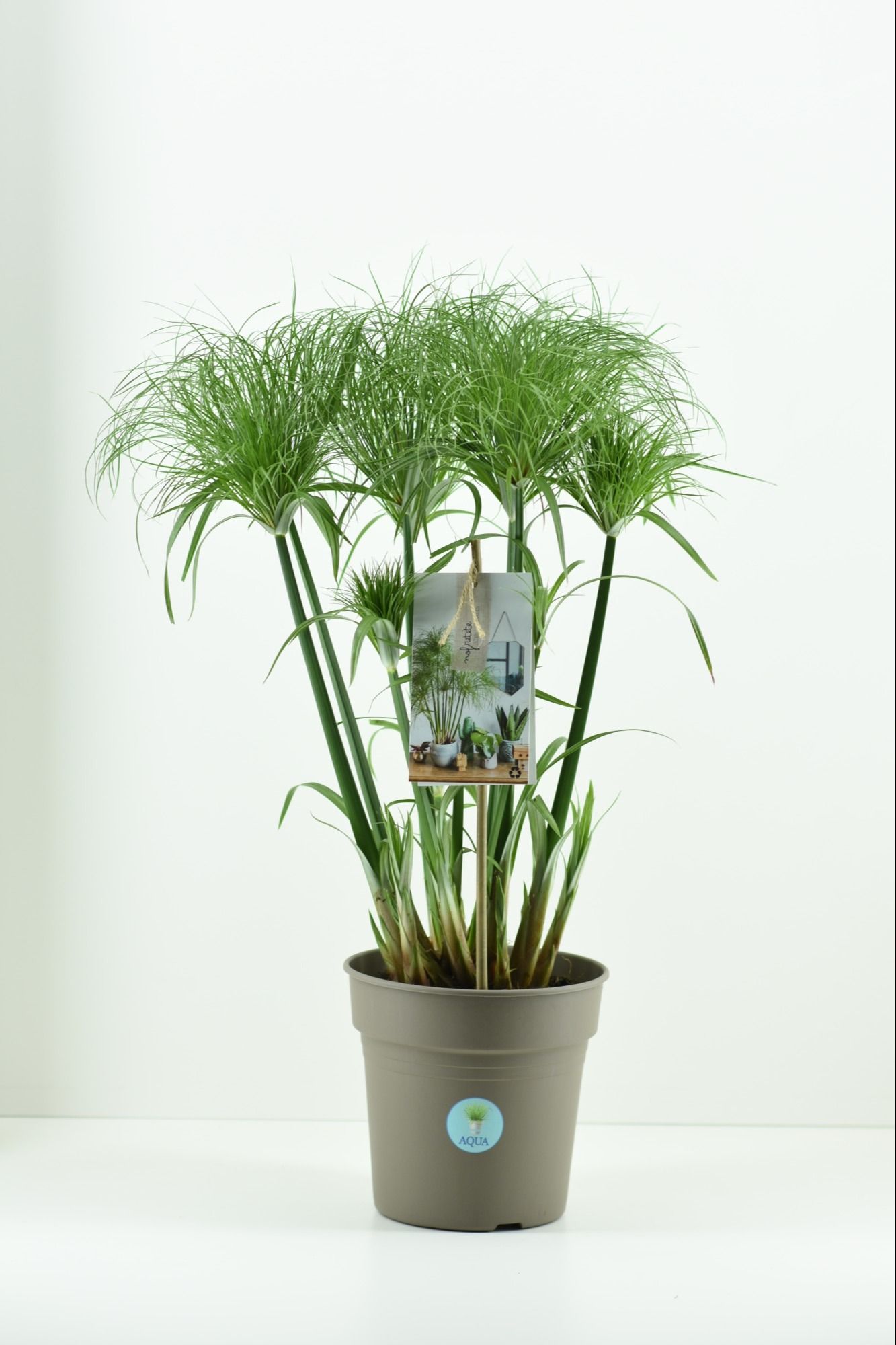 Cyperus papyrus 'Nofretete' | Hamiplant
