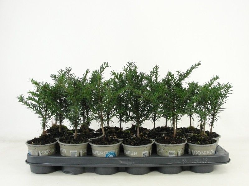 Taxus baccata | OZ Planten
