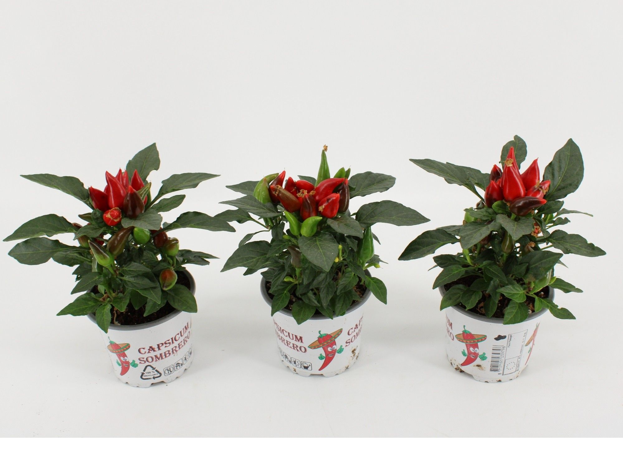 Capsicum Sombrero Red