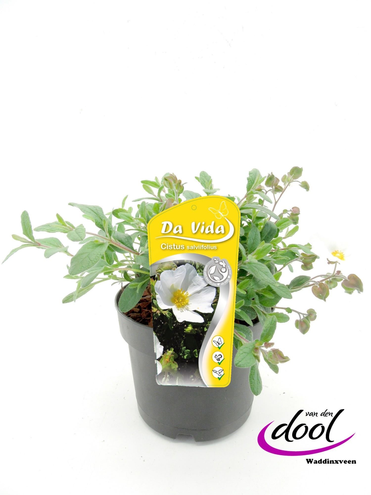 Cistus salvifolius