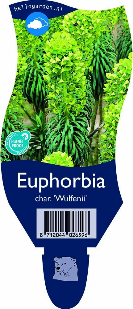 Euphorbia char. 'Wulfenii'