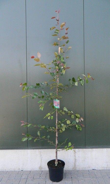 Malus 'Rudolph'