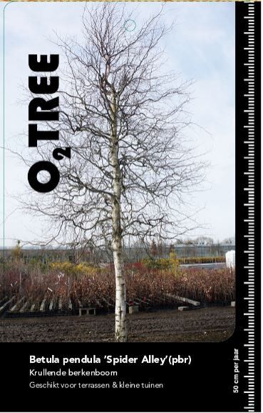Betula pendula 'Spider Alley' beveerd