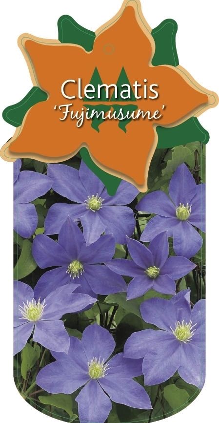 Clematis 'Fujimusume'
