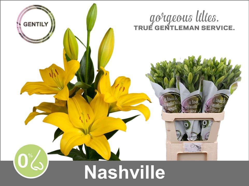 Li La Nashville