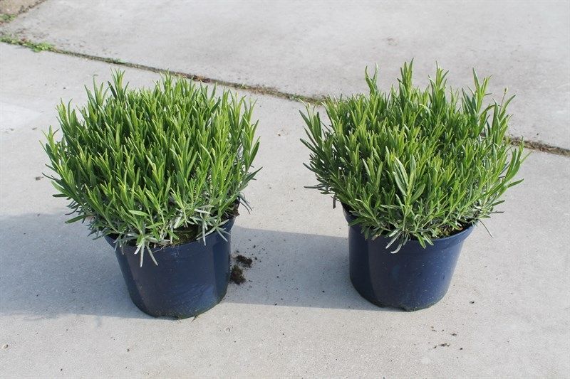 Lavandula angustifolia 'Hidcote'