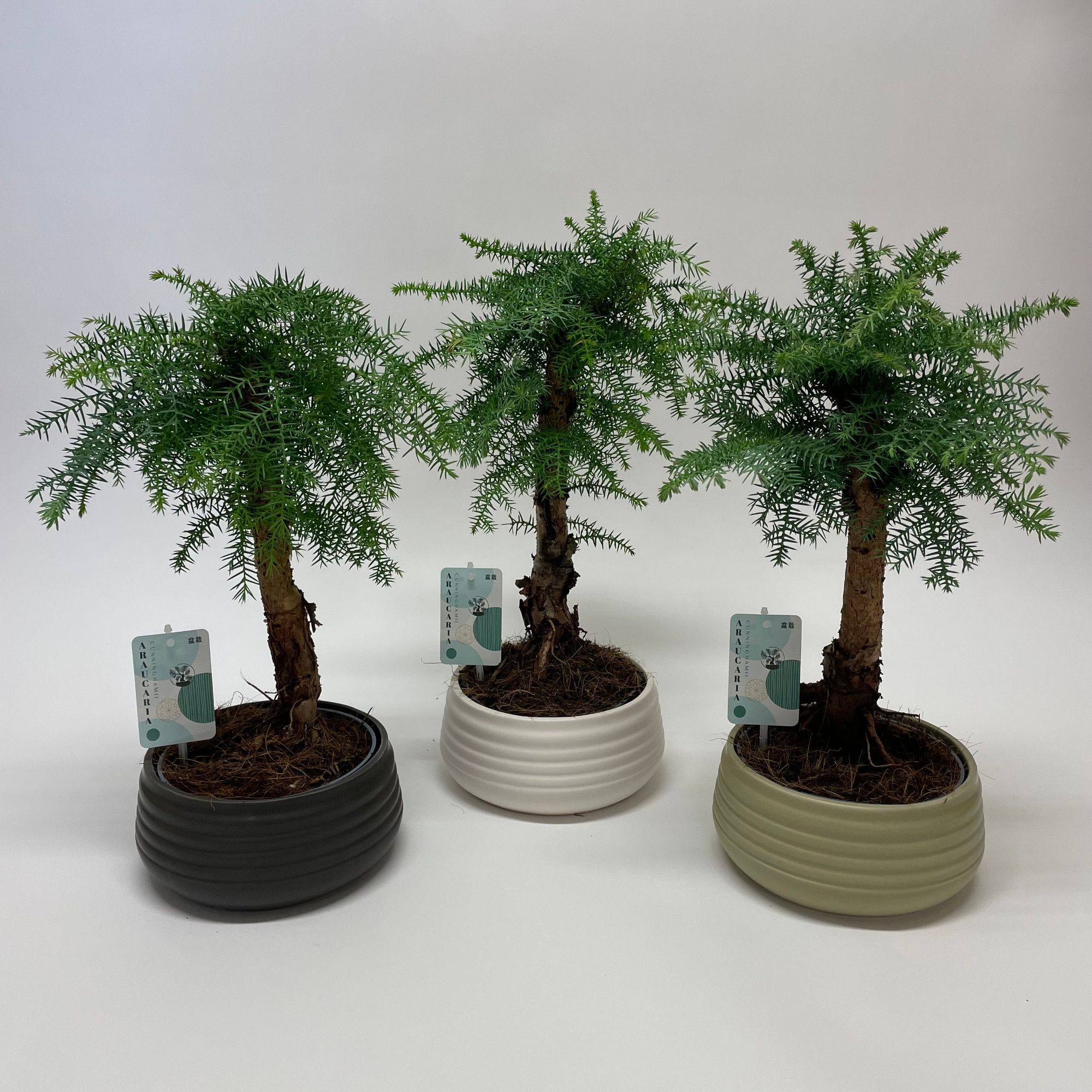 Araucaria Cunninghamii | Hamiplant