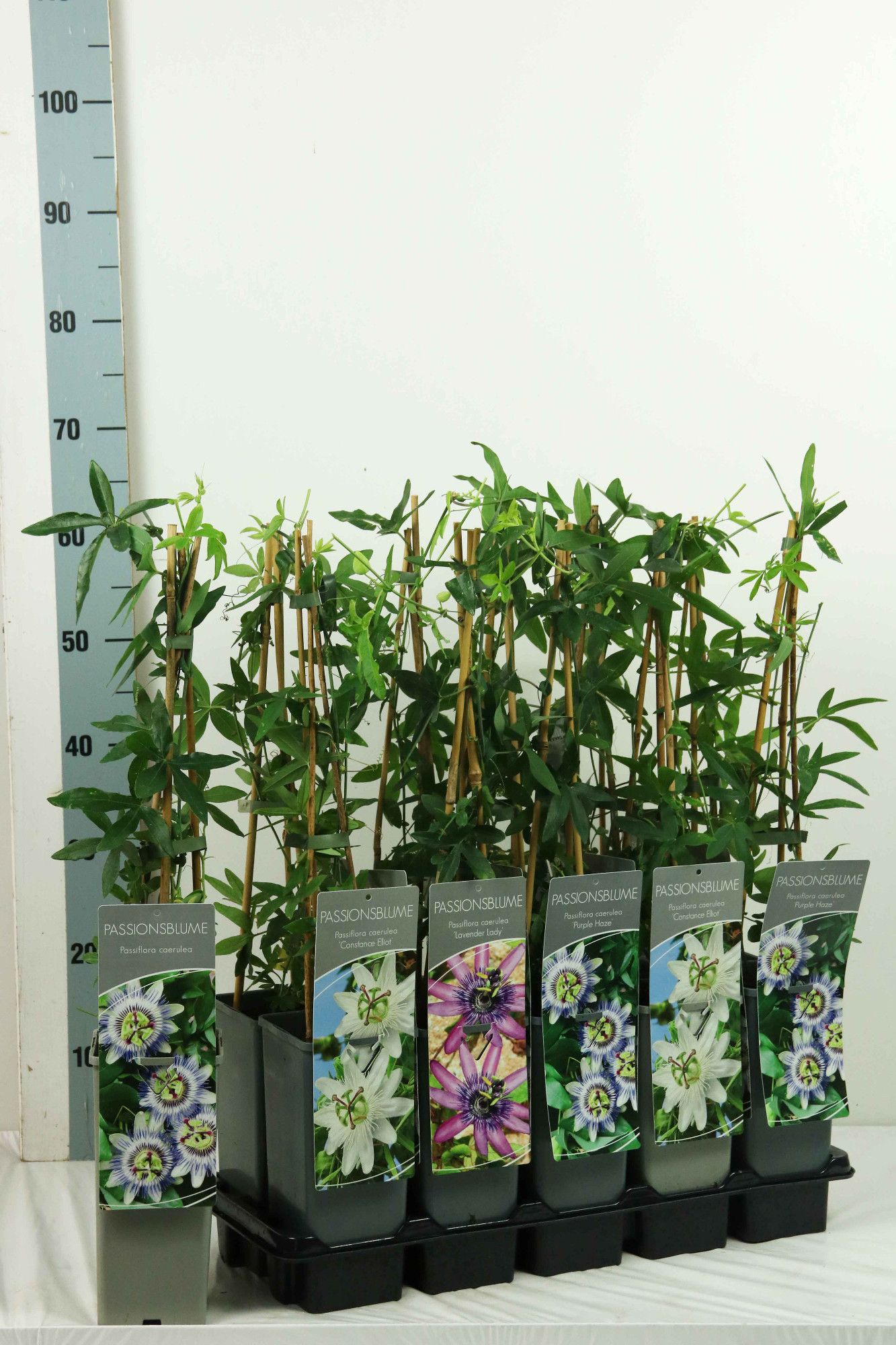 Passiflora caerulea in varieties