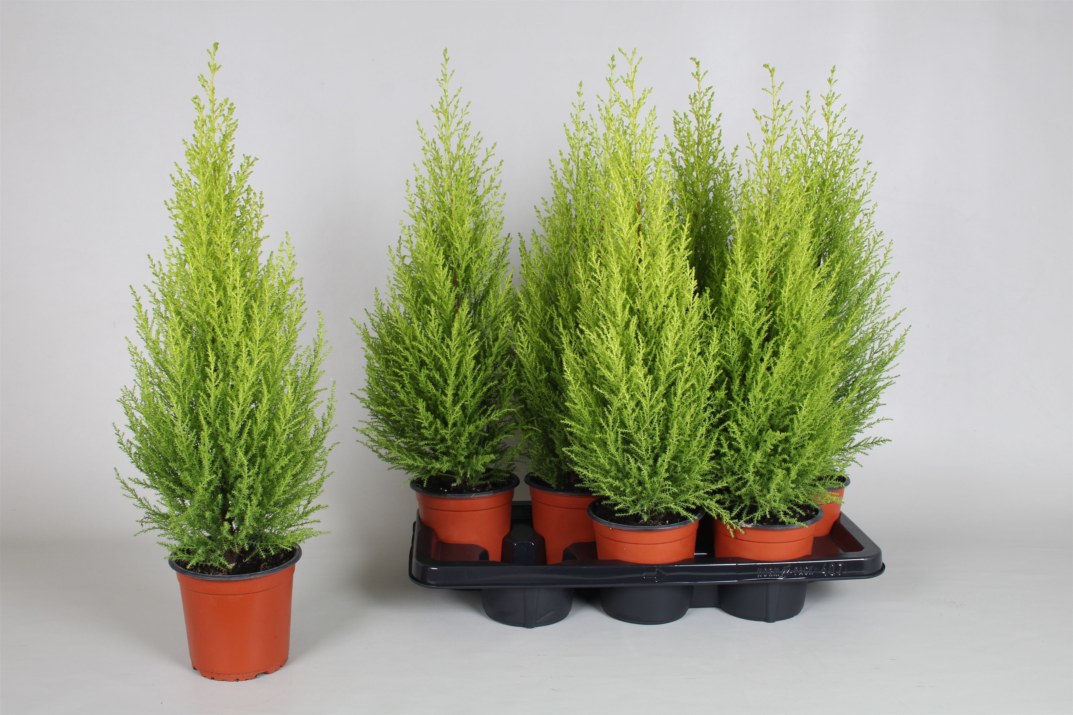 Кипарис купрессус. Кипарис купрессус. Купрессус. Купрессус. Купрессус.