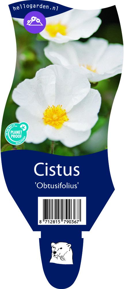 Cistus obtusifolius