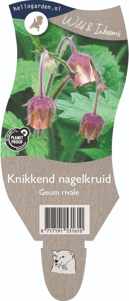 Geum rivale